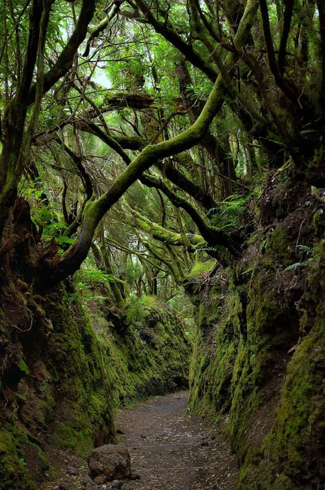 Mueller Franz verwunschene Pfade